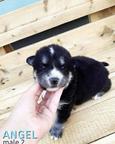 Siberian Husky puppies reservations - Siberian Husky (270)
