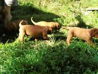 Dogue de Bordeaux puppies - Dogue de Bordeaux (116)