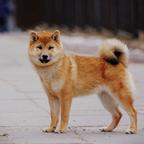 Shiba inu puppies - Shiba Inu (257)