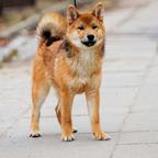 Shiba inu puppies - Shiba Inu (257) Shiba inu puppies - Shiba Inu (257)