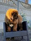Tibetan mastiff puppy  - Tibetan Mastiff (230)
