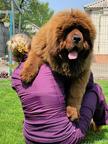 Tibetan mastiff puppy  - Tibetan Mastiff (230)