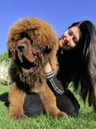 Tibetan mastiff puppy  - Tibetan Mastiff (230)