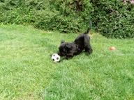 Giant Schnauzer Puppies - Schnauzer (182)