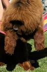 Tibetan mastiff puppy  - Tibetan Mastiff (230)