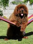 Tibetan mastiff puppy  - Tibetan Mastiff (230)