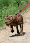 American Pit Bull Terrier (Red Node) - American Pit Bull Terrier