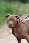 American Pit Bull Terrier (Red Node) - American Pit Bull Terrier