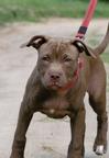 American Pit Bull Terrier (Red Node) - American Pit Bull Terrier