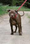 American Pit Bull Terrier (Red Node) - American Pit Bull Terrier