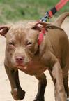 American Pit Bull Terrier (Red Node) - American Pit Bull Terrier