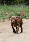 American Pit Bull Terrier (Red Node) - American Pit Bull Terrier