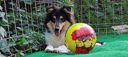 Beautiful rough collie puppy male - Collie Rough (156)