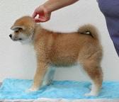 Red female japanese Akita with FCI pedigree - Akita (255)