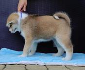 Red female japanese Akita with FCI pedigree - Akita (255)