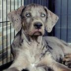 Louisiana Catahoula Leopard Dog - Catahoula Cur Louisiana Catahoula Leopard Dog - Catahoula Cur
