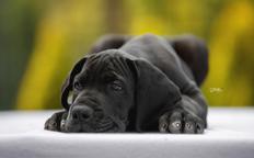 Great Dane puppies - Great Dane (235)