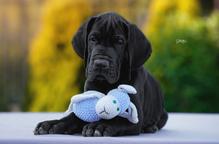 Great Dane puppies - Great Dane (235)