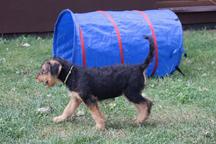 Airedale Terrier puppies FCI / ZKwP - Airedale Terrier (007)