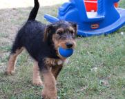 Airedale Terrier puppies FCI / ZKwP - Airedale Terrier (007)