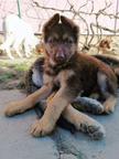 German Shepherd - German Shepherd Dog (166)