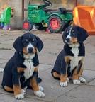 Entlebucher senenhund - Entlebuch Cattle Dog (047)