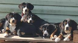 Entlebucher senenhund - Entlebuch Cattle Dog (047)