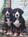 Entlebucher senenhund - Entlebuch Cattle Dog (047)