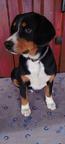 Entlebucher senenhund - Entlebuch Cattle Dog (047)