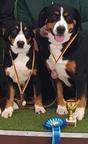 Entlebucher senenhund - Entlebuch Cattle Dog (047)