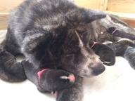 Japenese Akita Inu puppies FCI pedigree for sale - Akita (255)