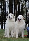 Pyrenean mountain dog puppies - Pyrenean Mountain Dog (137)