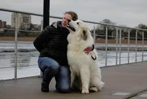 Pyrenean mountain dog puppies - Pyrenean Mountain Dog (137)