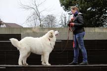 Pyrenean mountain dog puppies - Pyrenean Mountain Dog (137)