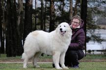 Pyrenean mountain dog puppies - Pyrenean Mountain Dog (137)