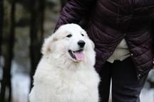 Pyrenean mountain dog puppies - Pyrenean Mountain Dog (137)