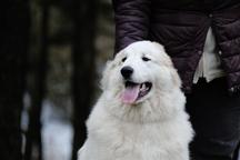 Pyrenean mountain dog puppies - Pyrenean Mountain Dog (137)