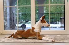 Ibizan Hound puppy - Ibizan Warren Hound (089)