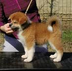 Akita puppy - Akita (255)