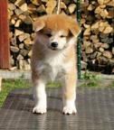 Akita puppy - Akita (255)