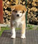 Akita puppies for sale from CZ (Damukara Kennel) - Akita (255)
