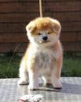 Akita puppies for sale from CZ (Damukara Kennel) - Akita (255)