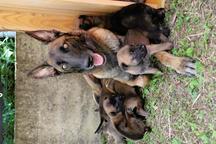 Puppies with Pedigree - Belgian Malinois Shepherd - Belgian Shepherd Dog (015)