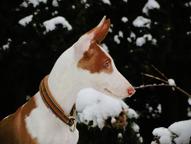 Ibizan Hound puppy - Ibizan Warren Hound (089)