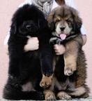 Tibetan Matiff - Tibetan Mastiff (230)