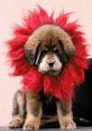 Tibetan Matiff - Tibetan Mastiff (230)