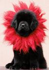 Tibetan Matiff - Tibetan Mastiff (230)