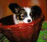 papillon pp - Continental Toy Spaniel (077)