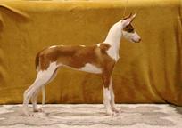 Ibizan Hound puppy - Ibizan Warren Hound (089)