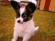 papillon pp - Continental Toy Spaniel (077)